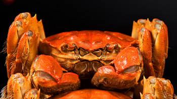 一吃就上瘾！教你做出最美味的大闸蟹烹饪方法