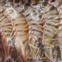 竹节虾——对节日的重视