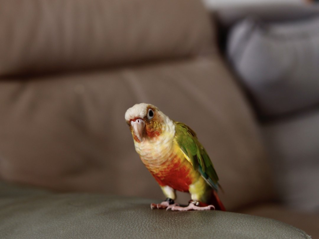 凤梨小太和普兰白面:梳毛同步,日常满分!