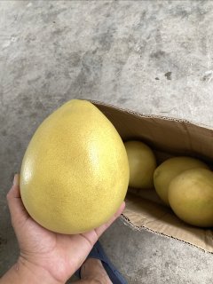 高山红柚