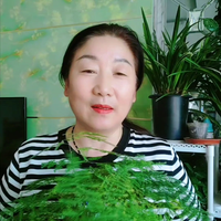 文竹出现黄叶主要有两个原因
