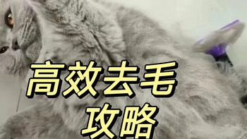 「多猫家庭」猫毛满天飞，有什么神器可以解决这个问题吗？