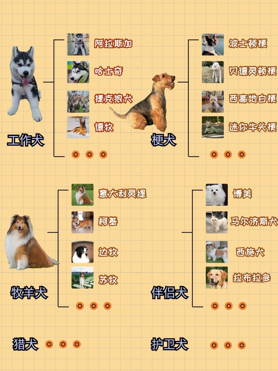 狗狗品种大全，一图带你了解全部_什么值得买
