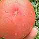 雨后，自家种的菜地里面去摘西红柿，享受！