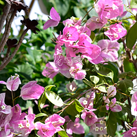 5种“漂亮花”，9月施肥“贴秋膘”，枝叶繁茂，早早长花苞