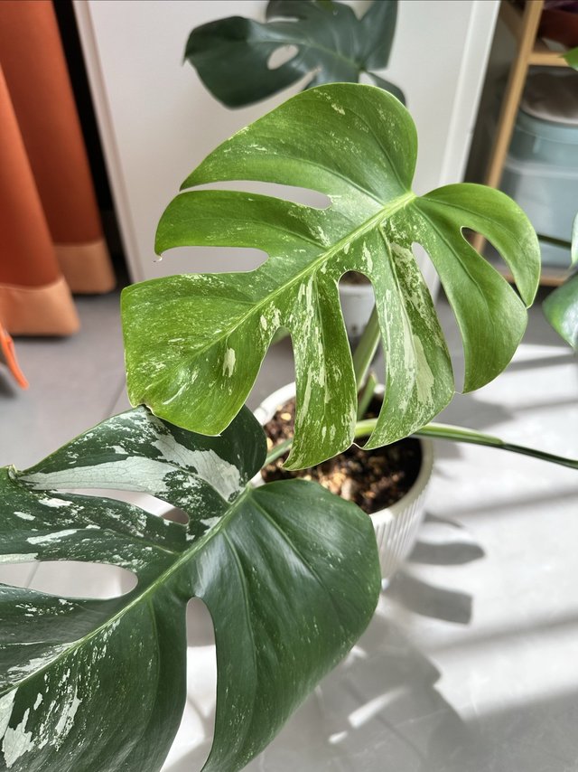 花花草草能让人心情美美哒