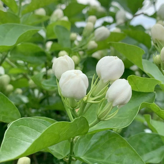 今日份的茉莉花