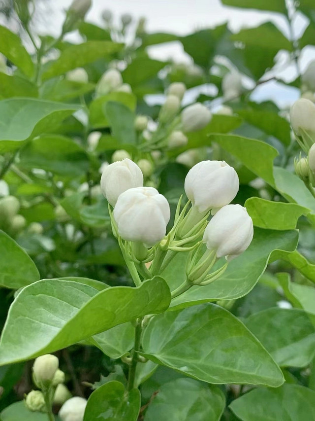 今日份的茉莉花