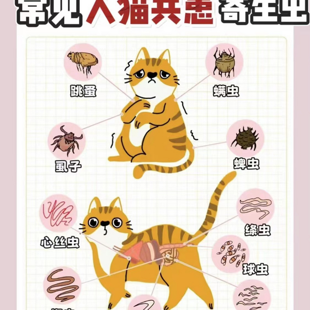 猫咪寄生虫大作战：解密体内外寄生虫感染