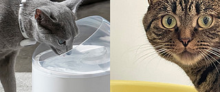 怎么选择到质量好的智能猫砂盆、智能喂食器、猫咪饮水机？CATLINK品牌怎么样？