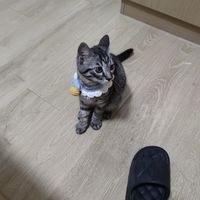 小猫在睡觉我在快乐