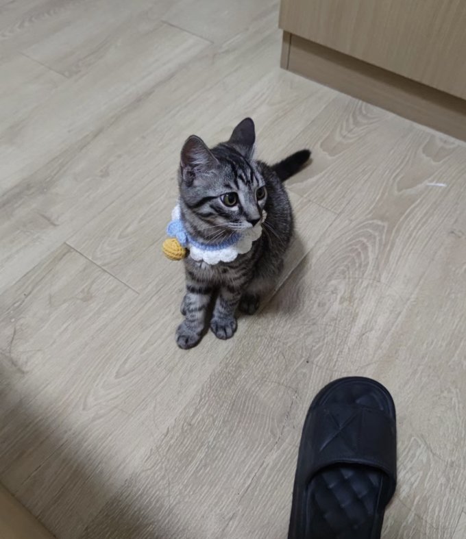 宠物毛绒玩具