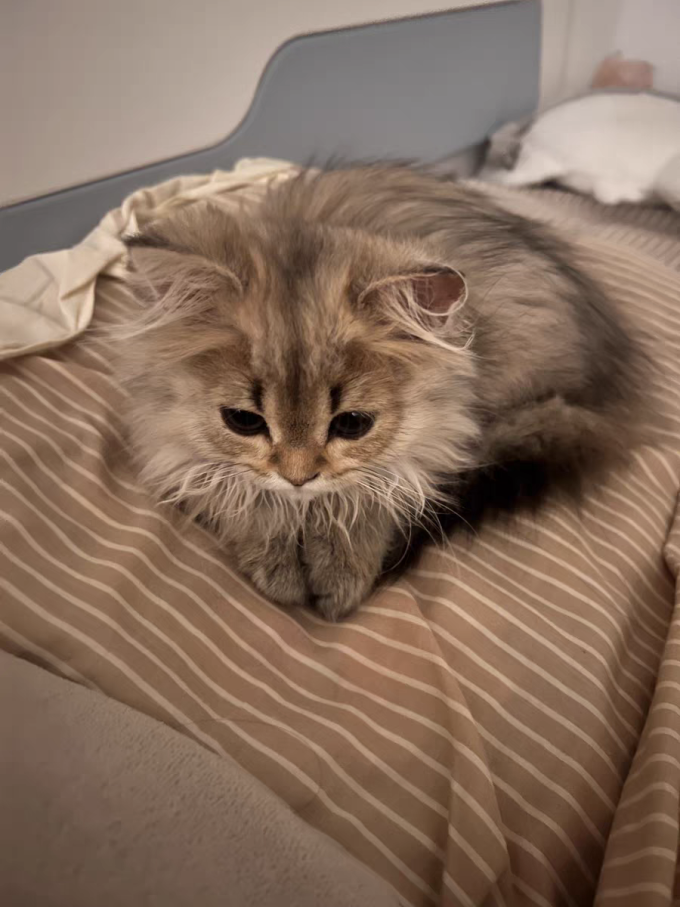 猫零食