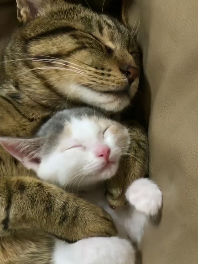 猫咪喜欢挨着你睡觉，并不是因为暖和