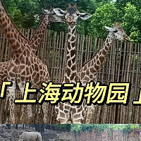 🌸🦒上海野生动物园，开启奇妙之旅！