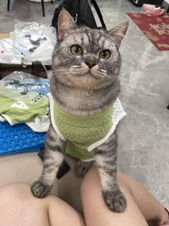 猫咪衣服夏天布偶防掉毛蓝猫宠物小猫四脚全包猫猫夏季薄款护肚衣