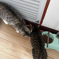 猫粮猫猫很爱吃