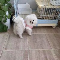 养狗大作战喔