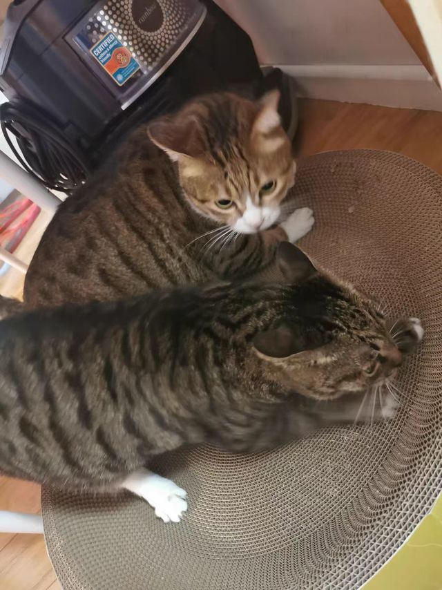 有这个猫猫不乱挠了