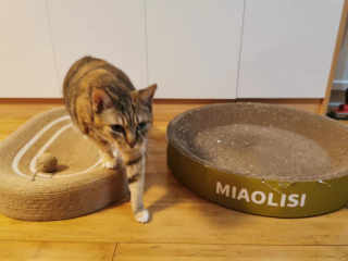 有这个猫猫不乱挠了