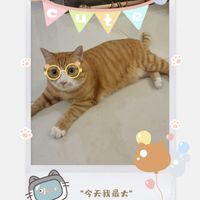 珍致进口猫零食猫湿粮猫罐头80g*24罐 成猫幼猫原装白金定情礼盒