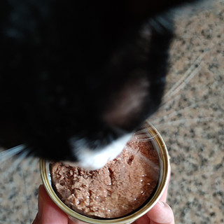 猫咪也要吃个罐头过节