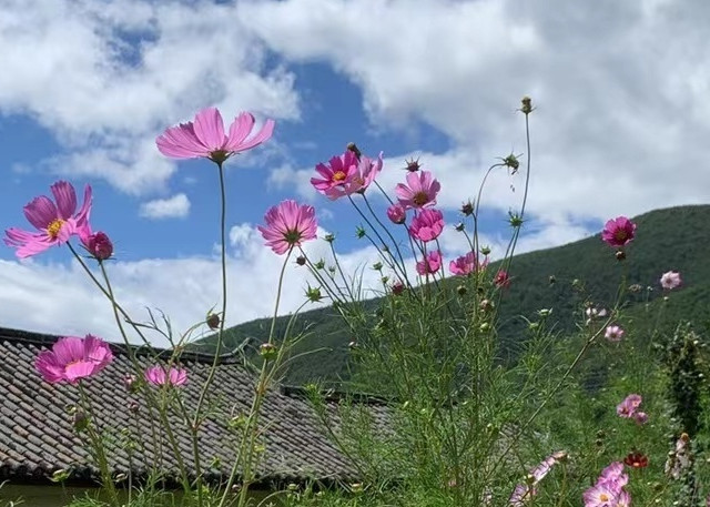 云南的最美的风景不一定在景点，慢下来一起喝茶