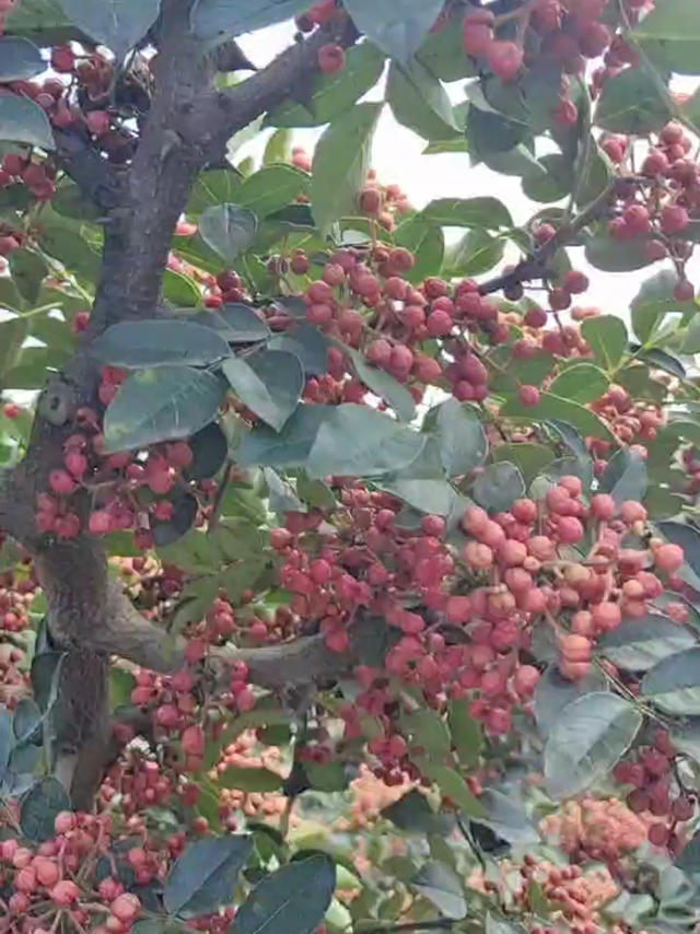 来，看看我家的花椒树