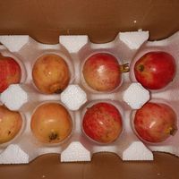 软籽石榴