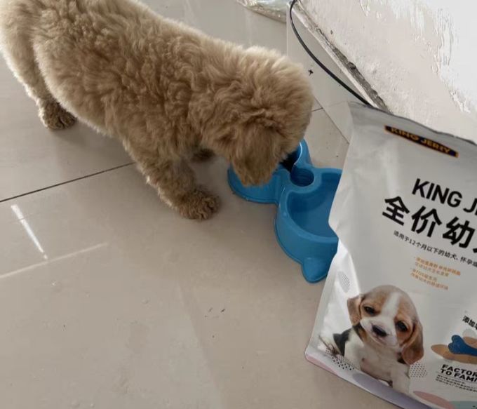 狗狗干粮
