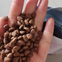 千挑万选后的狗粮