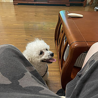 为什么我的狗子喜欢舔我的脚