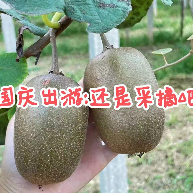 搞点采摘吧？我觉得很不错啊