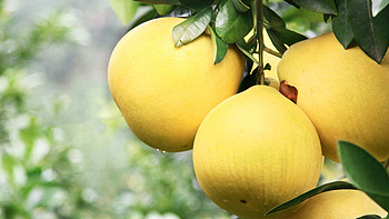 山姆水果 篇六：中秋送礼，美味水果是好选择，山姆三红柚好看有美味