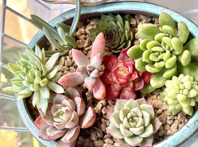 鲜花绿植