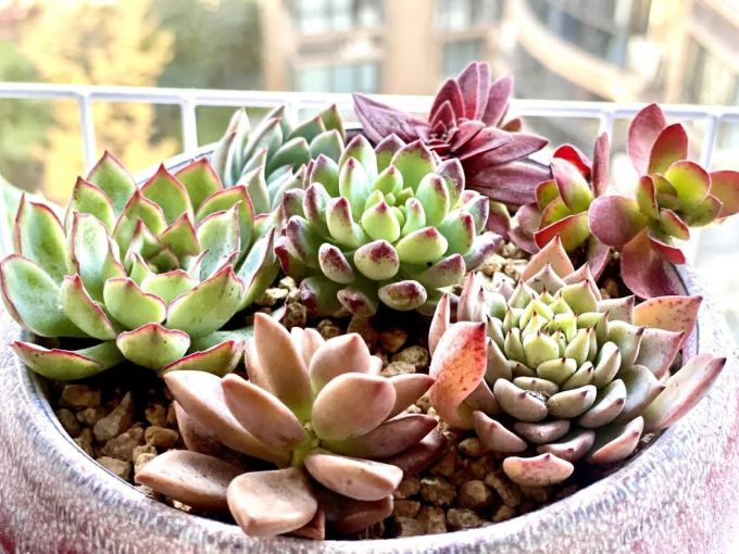 鲜花绿植
