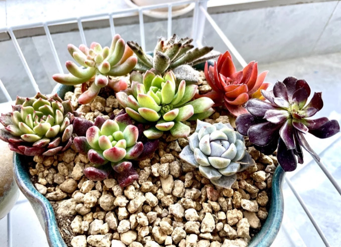 鲜花绿植