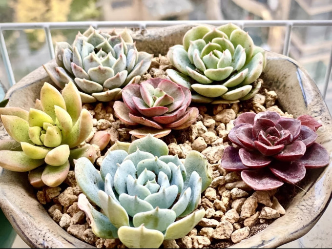 鲜花绿植