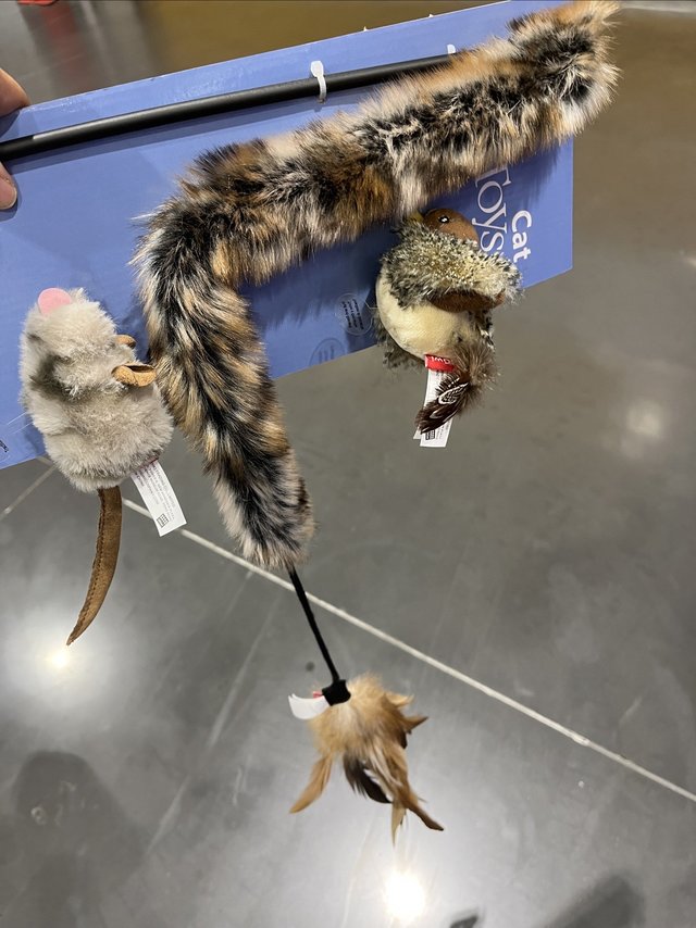 长假将至，宅家准备逗猫棒给宠物解闷