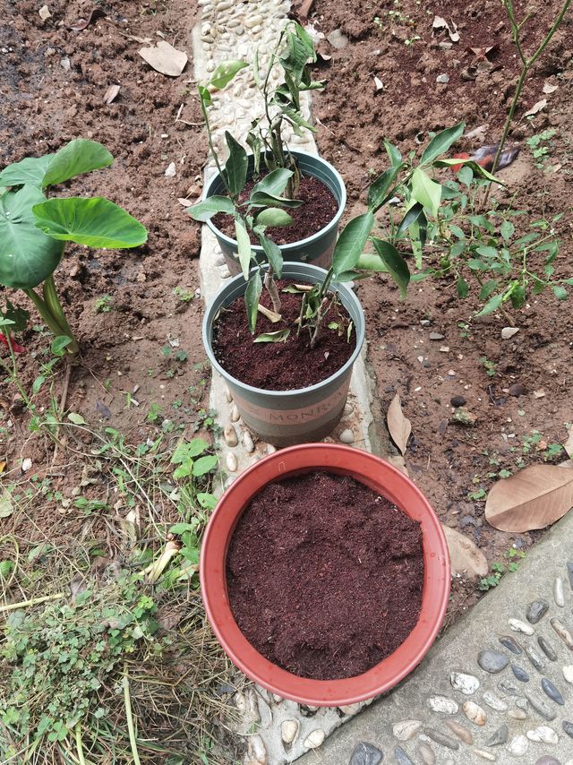 种花的椰砖