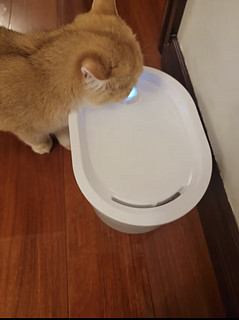 「爱上猫咪饮水机，让爱猫多喝水!」