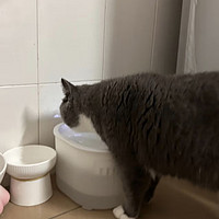 「爱上猫咪饮水机，让爱猫多喝水!」
