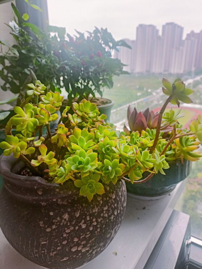 鲜花绿植