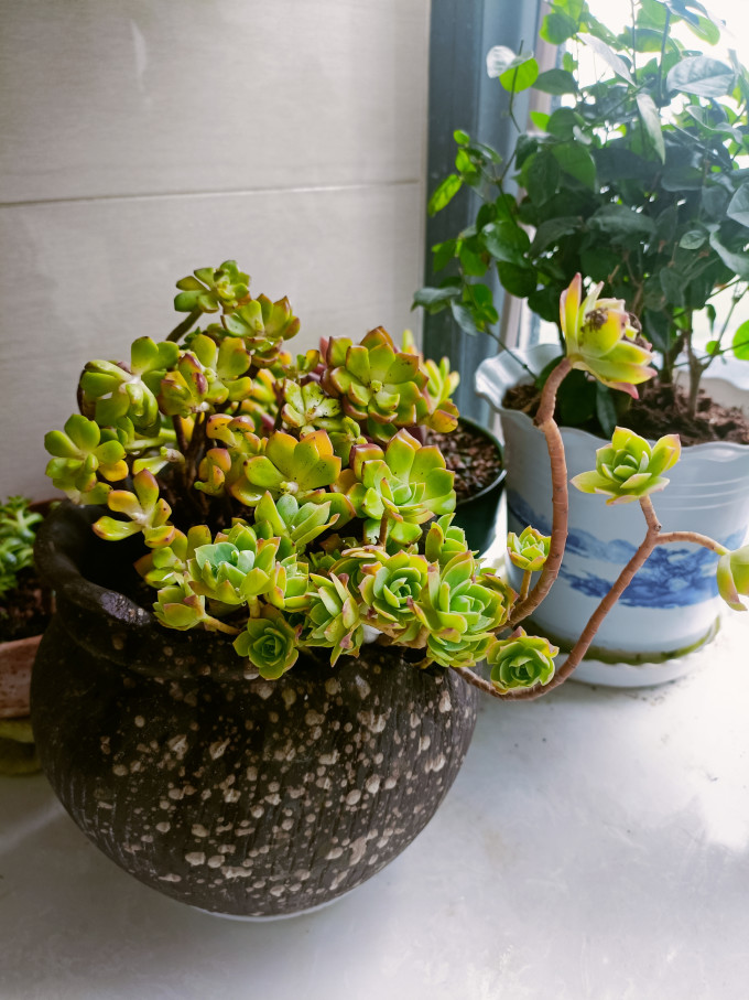 鲜花绿植