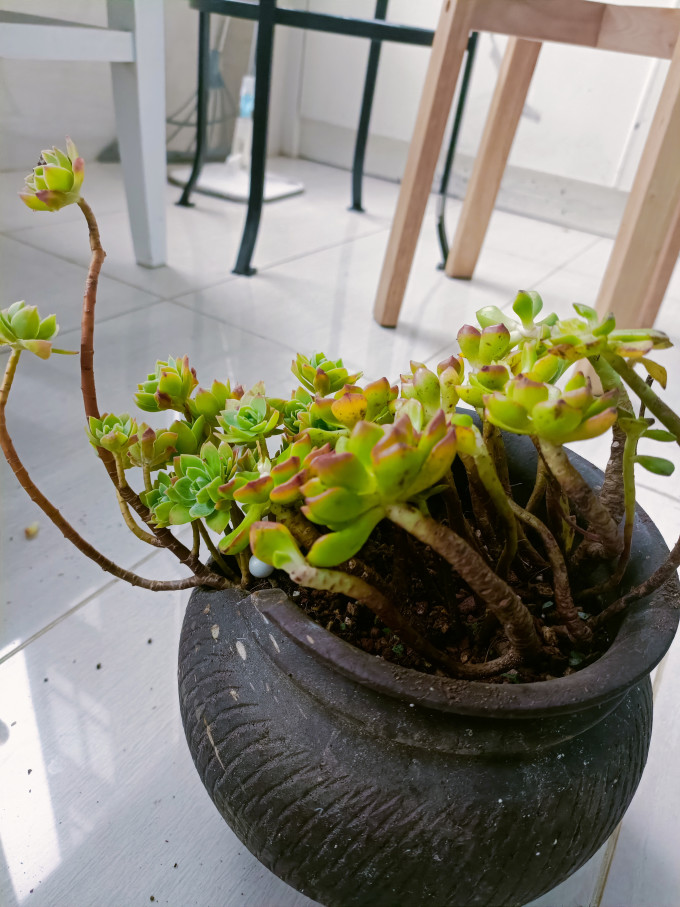 鲜花绿植