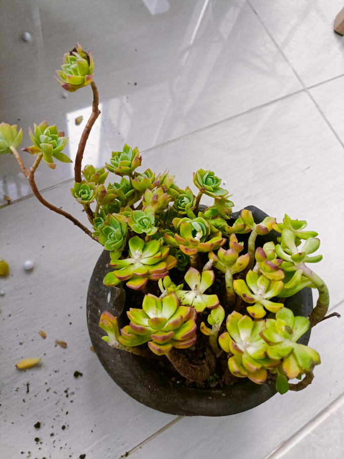 鲜花绿植