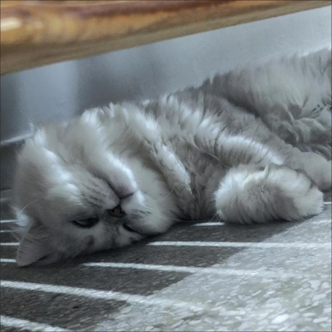 麦富迪猫咪零食罐/妙鲜包
