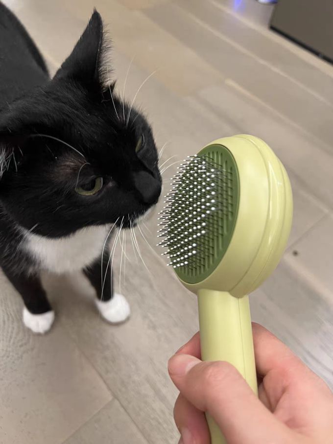 宠物洗护美容