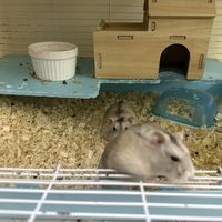 天冷了，给你们垫厚一点的木屑🐹