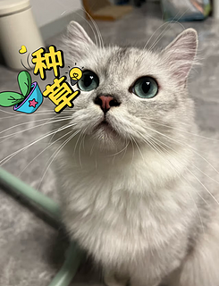 「拯救猫咪肠胃，阿飞和巴弟 E76 益生菌冻干猫粮来帮忙!」